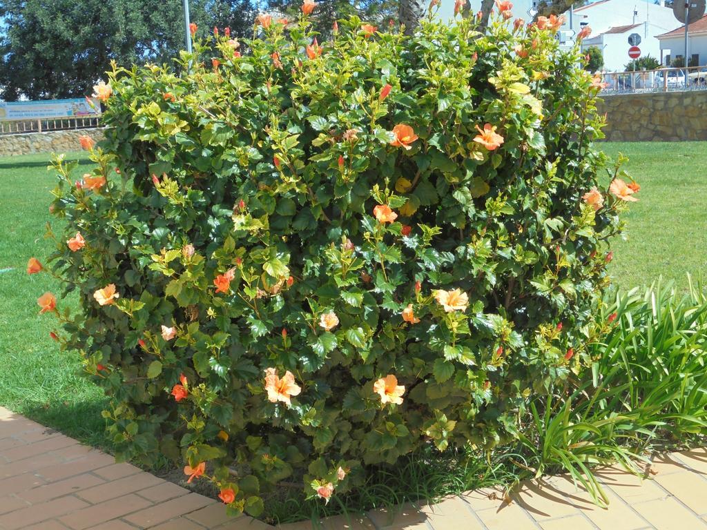 Jardim Paraiso Apartments Albufeira Exterior foto